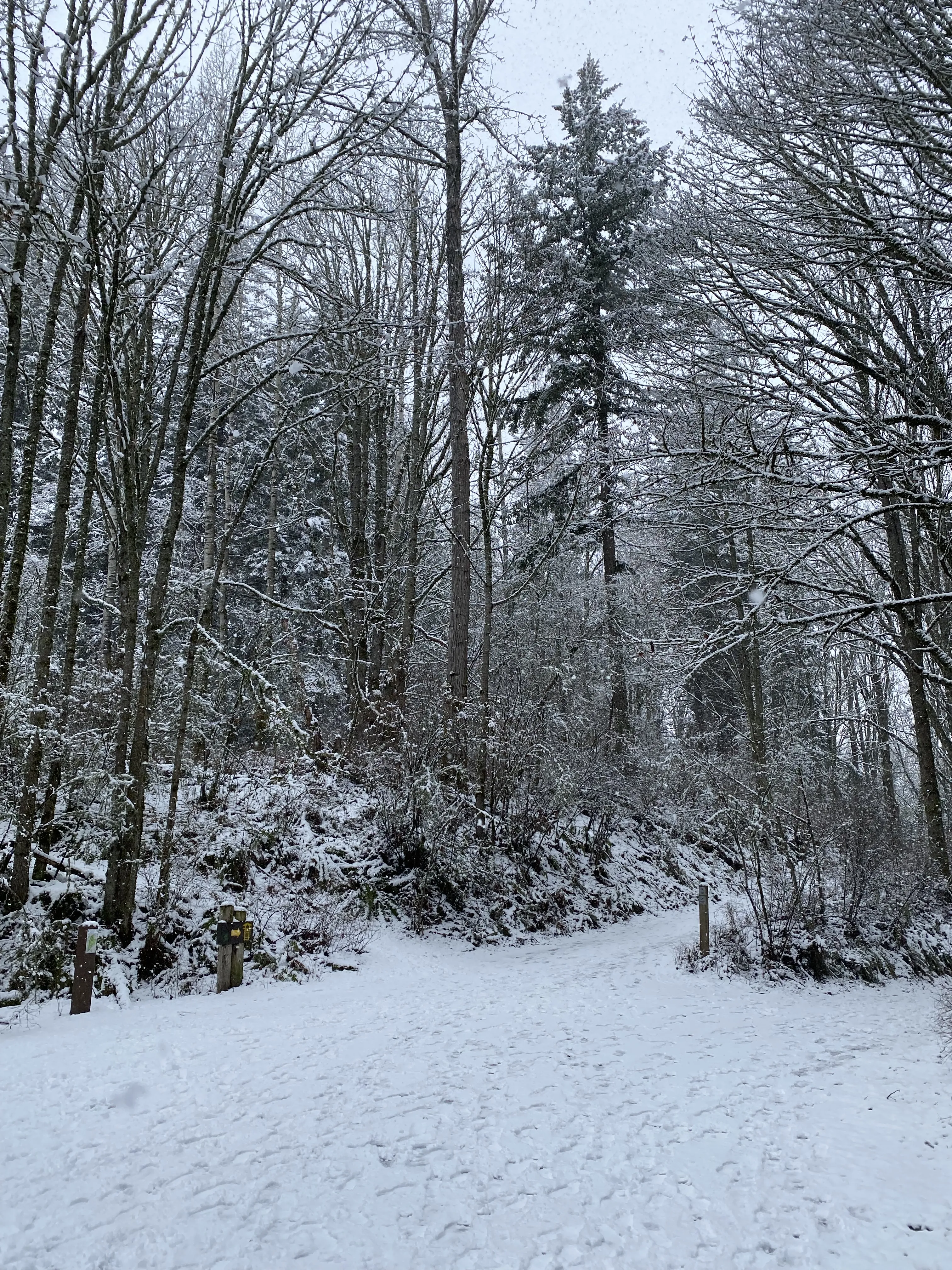 A snowy open space that forks into two paths, surrounded by snow-crested tree branches.